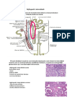 Nefropatii Interstitale
