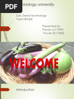 Brinjal PPT 1