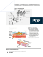 Afectarea Jonctiunii Neuro-Musculare