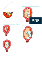 El Desarrollo Del Embrión en El Primer Mes de Embarazo