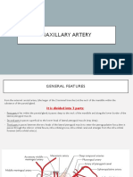 Maxillary Artery