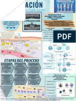 Inflamación PDF