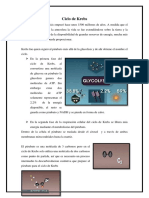 Ciclo de Krebs - Docx Final