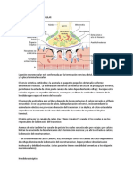 Transmision Neuromuscular