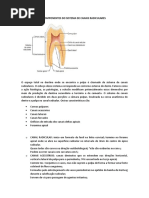 Componentes Do Sistema de Canais Radiculares