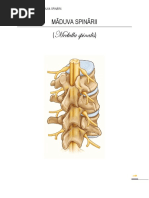 LP 1-3 - Măduva Spinării PDF
