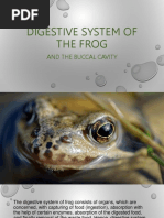 Digestive System of A Frog