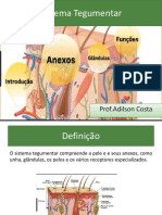 Sistema Tegumentar