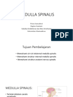 Medulla Spinalis Dan Nervus Spinalis 2018