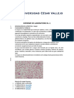 Informe de Laboratorio Sangre