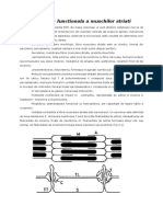 Morfologia Muschilor Striati 1