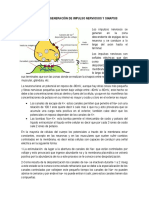 Resumen de Generación de Impulso Nerviosos y Sinapsis