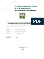 P-1.-Determinación de Las Características Varietales de Los Principales Clones de Plátanos y Bananos.