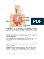 Aparato Respiratorio