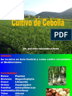 Cultivo de La Cebolla Ok 2017