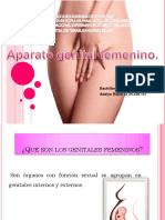 Anatomia Genital Femenina