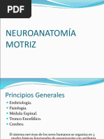 NEUROANATOMIA