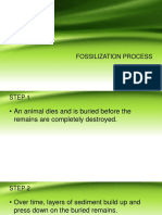 Fossilization Process