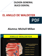 11 - Anillo Faríngeo de Waldeyer