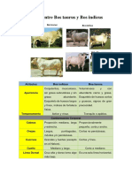 Diferencias Entre Bos Taurus y Bos Indicus