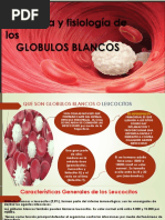 Globulos Blancos