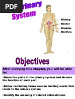 Urinary System: Kidney Ureter Bladder