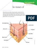 What Are The Tissues of The Skin?