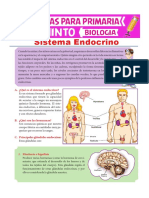 Sistema Endocrino para Quinto de Primaria PDF