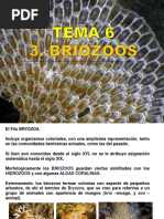 TEMA 6.2. Bryozoa