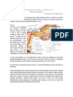 Aparato Reproductor Femenino