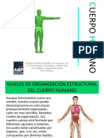 Organizacion General Del Cuerpo Humano C