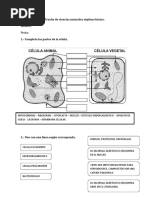 Prueba de Ciencias Naturales Séptimo Básico