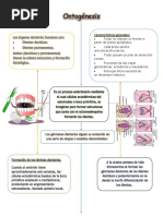 Ontogénesis