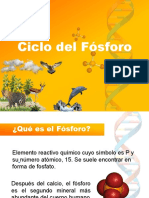 Exposición Ciclo Del Fósforo 