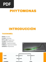 PHYTOMONAS