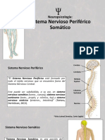 Sistema Nervioso Periférico Somático