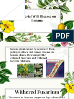 Bacterial Wilt Disease On Banana