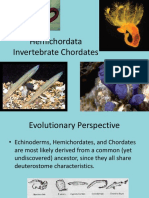 Hemichordata and Invert Chordates