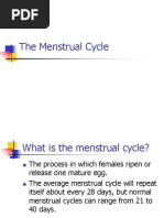 Mestrual Cycle