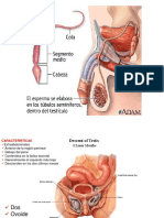 Aparato Reproductor Biomedicas