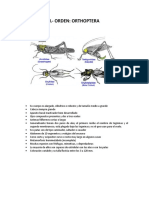 Fichas Tecnicas Aragon - Entomologia