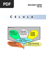 Bc01 - La Celula