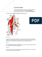 Musculos de Miembro Inferior