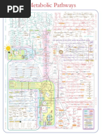 Metabolic Pathways Poster PDF