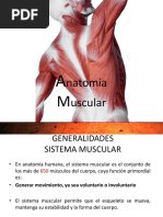 Anatomia Muscular