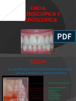 Periodonto Encia