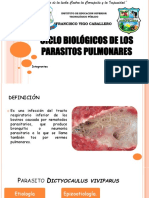 Ciclo Biológicos de Los Parasitos Pulmonares Diapositiva