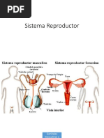 Sistema Reproductor Femenino y Masculino