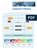 Cyclooxygenase Pathway