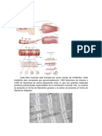 Miofibrilla y Sarcómero